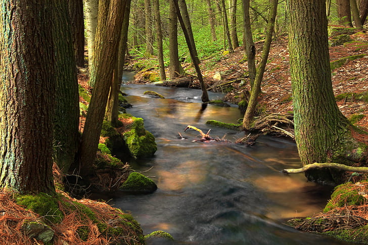 river surrounded by green trees at daytime, spruce, spruce, river, green, trees, daytime, Pennsylvania, Union County, Bald Eagle State Forest, Spruce Run, Gap  creek, stream, rocks, moss, spring, creative commons, nature, forest, tree, landscape, outdoors, scenics, water, leaf, autumn, beauty In Nature, woodland, HD wallpaper