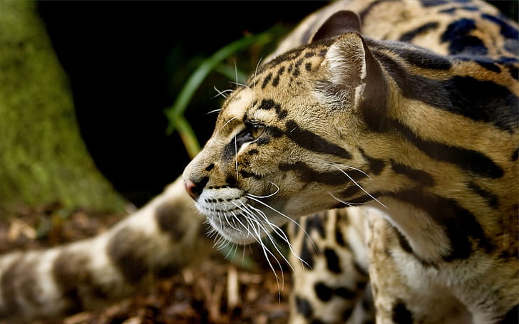 Jaguar, jaguar, HD wallpaper