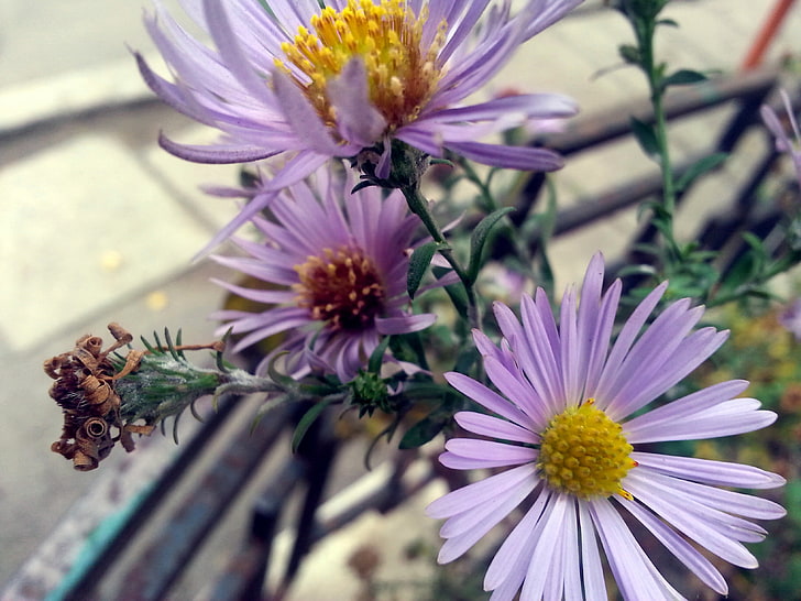 purple daisy flower, flowers, nature, blurred, purple, green, blossoms, spring, HD wallpaper