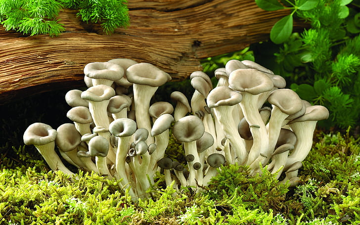 Fresh Mushrooms, white wild mushroom, mushrooms, HD wallpaper