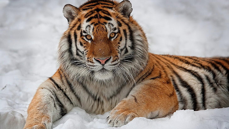 tigers, tiger, snow, animals, HD wallpaper