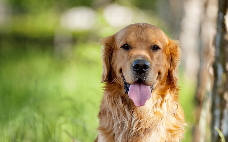 golden retriever adulto, cane, museruola, occhi, naso, lingua, Sfondo HD
