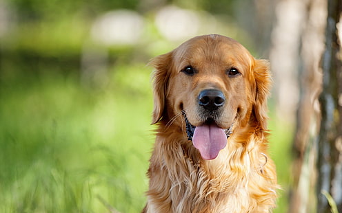 взрослый золотистый ретривер, собака, морда, глаза, нос, язык, HD обои HD wallpaper