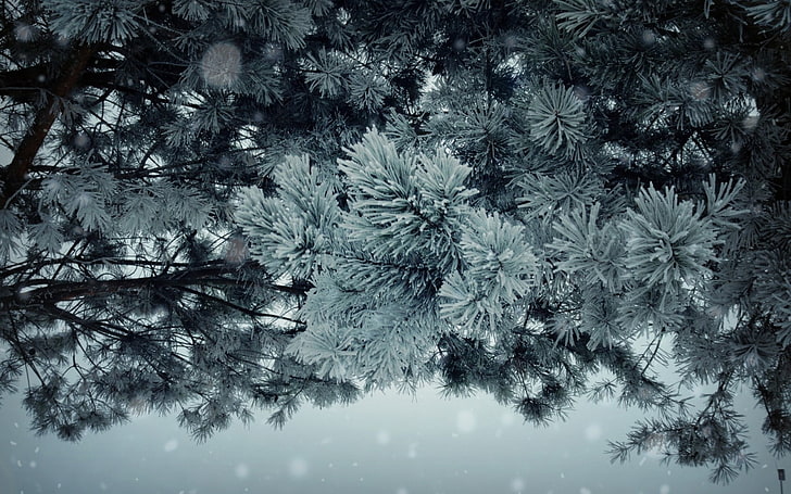 tekstil bunga putih dan hitam, musim dingin, tanaman, pohon, pohon pinus, es, Wallpaper HD