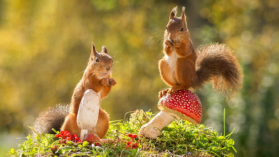 two brown squirrels, autumn, animals, nature, berries, mushrooms, bokeh, proteins, rodents, HD wallpaper HD wallpaper