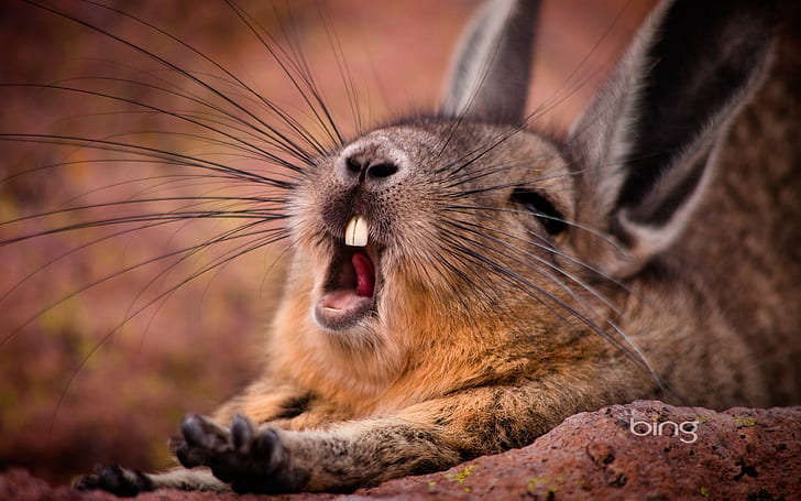 yawning, rabbits, animals, HD wallpaper