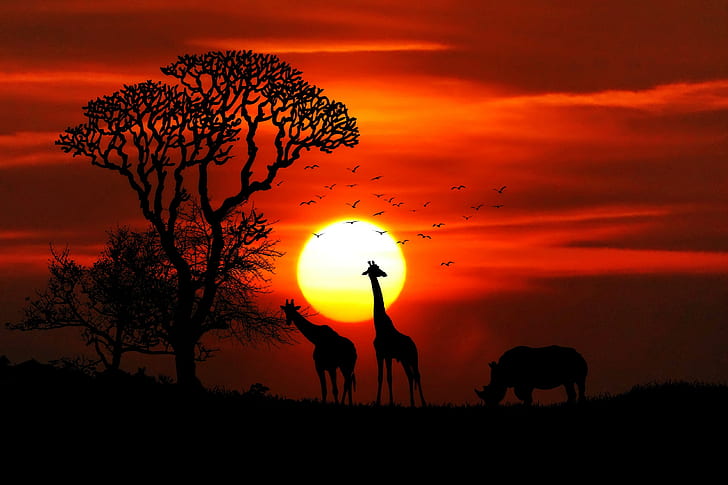 giraffe, animals, hd, nature, sunset, forest, trees, 4k, sky, birds, rhinoceros, rhino, HD wallpaper