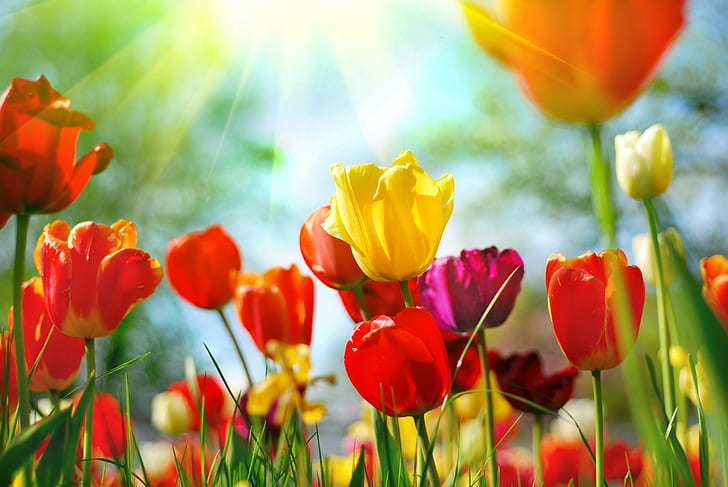 Raios de luz Natureza, flores, tulipas, raios de luz, HD papel de parede
