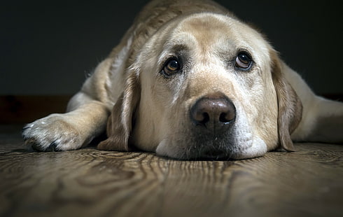 dorosły żółty labrador retriever, pies, labrador, spojrzenie, smutek, Tapety HD HD wallpaper