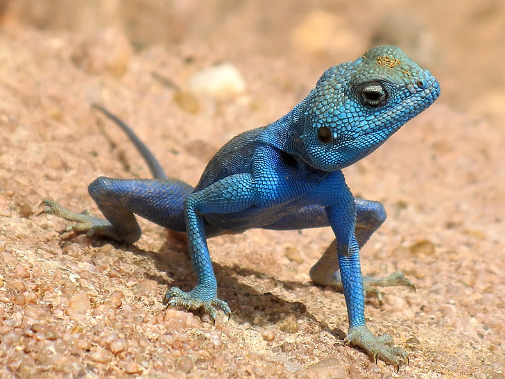 синий геккон, песок, взгляд, ящерица, когти, HD обои