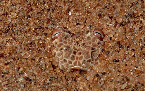 braunes und schwarzes Reptil, Maskierung, Steine, Gesicht, Augen, Schlange, HD-Hintergrundbild HD wallpaper