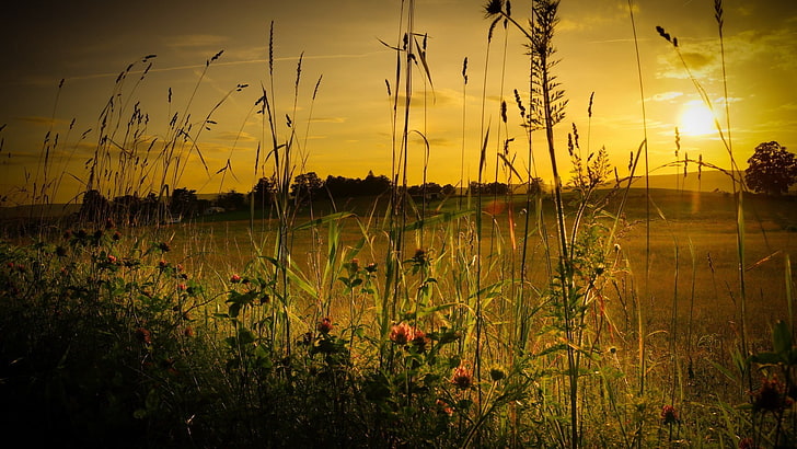 зеленая трава, природа, поле, цветовая коррекция, закат, пейзаж, HD обои