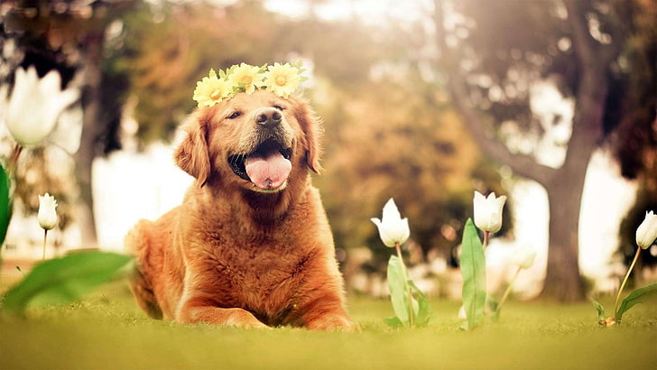 възрастен златист ретривър, куче, животни, природа, лалета, цветя, отворена уста, златни ретривъри, дървета, слънчева светлина, усмихнат, HD тапет