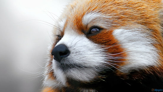panda rojo, animales, panda, Fondo de pantalla HD HD wallpaper