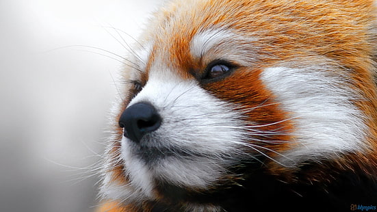 panda rojo, panda rojo, panda, animales, Fondo de pantalla HD HD wallpaper
