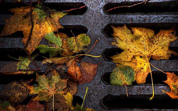 أوراق الخريف على الأرض عن قرب ، الخريف ، الأوراق ، الأرض، خلفية HD