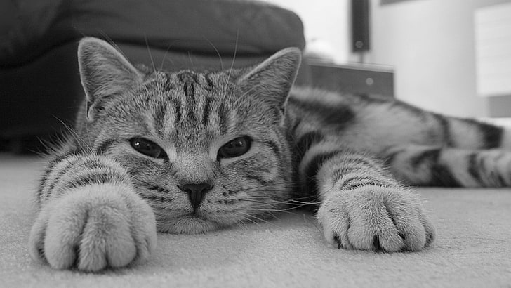 tabby cat, cat, muzzle, striped, eyes, rest, black white, HD wallpaper