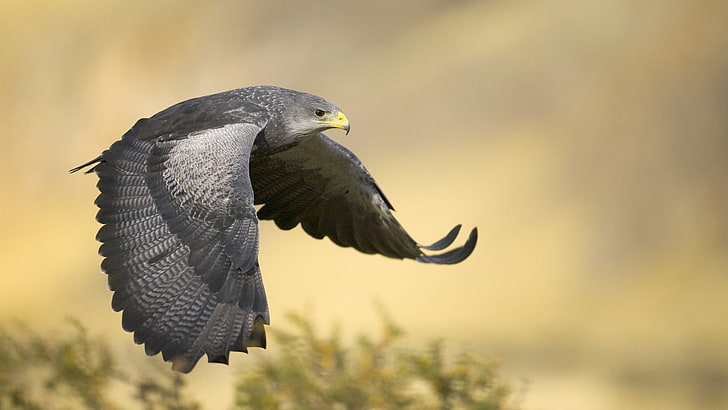 gray and black hawk, falcons, birds, flying, HD wallpaper