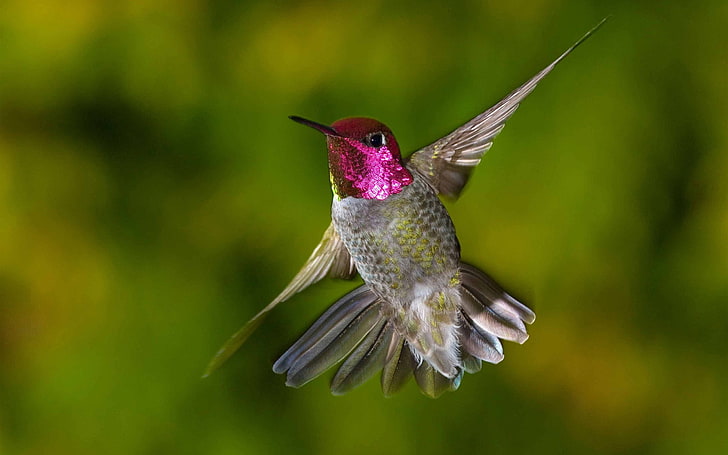 brown hummingbird, hummingbirds, bird, flap, wings, HD wallpaper