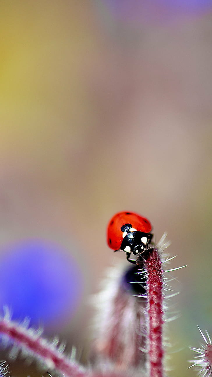 selective focus photography of ladybug, Brillo, selective focus, photography, ladybug  Ladybug, ladybird, ladybug, insect, nature, macro, close-up, plant, beetle, animal, red, grass, leaf, green Color, small, spotted, summer, environment, beauty In Nature, HD wallpaper