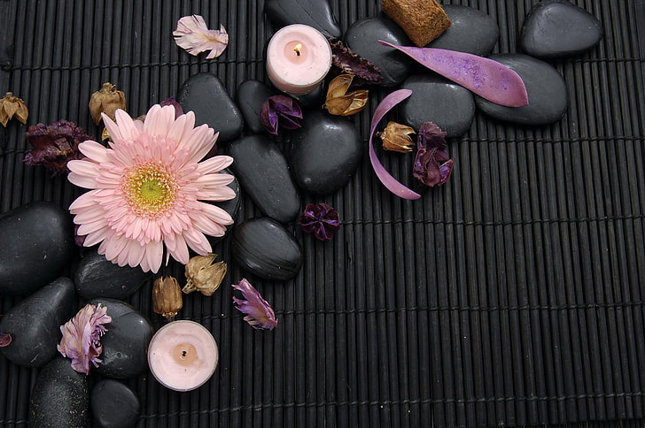 pembe Gerbera papatya ve siyah çakıl taşları, çiçek, yaprakları, Spa, gerbera, Spa taşları, HD masaüstü duvar kağıdı