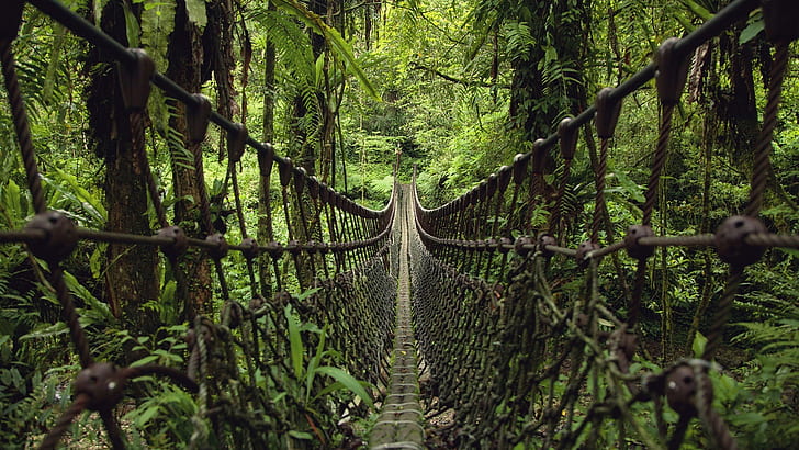 footbridge, green forest, suspension bridge, bridge, rainforest, green nature, jungle, HD wallpaper