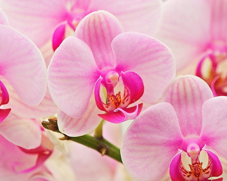 Flowers, Orchid, Flower, Pink Flower, HD wallpaper