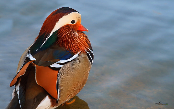 multicolored bird, duck, mandarin duck, large, water, HD wallpaper