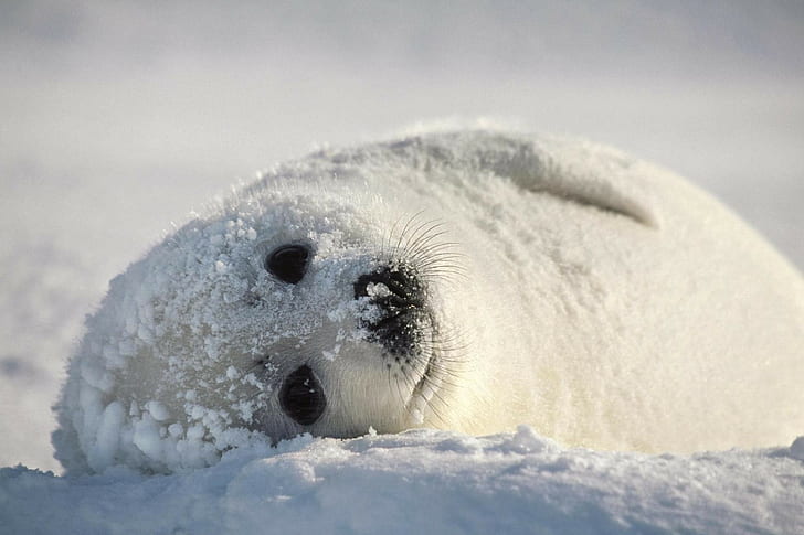 focas, animais, neve, HD papel de parede