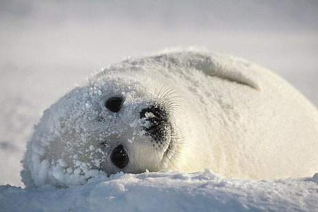 focas, animales, nieve, Fondo de pantalla HD HD wallpaper