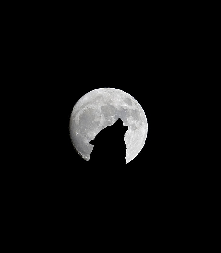 wolf and full moon, full moon, wolf, howl, bw, HD wallpaper