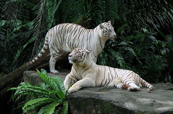 two white tigers, stone, a couple, white tigers, HD wallpaper