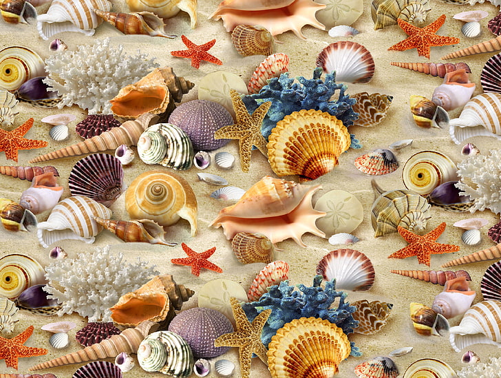 assorted seashell lot, texture, corals, shell, textures, background desktop, inhabitants ocean, HD wallpaper