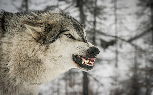 Wolf, predator, winter, trees, grey and black wolf, Wolf, Predator, Winter, Trees, HD wallpaper HD wallpaper