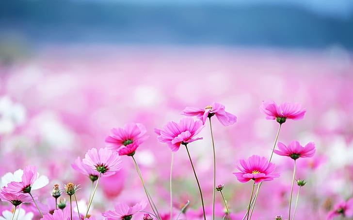 pink flowers with blurred background, pink flowers, HD wallpaper