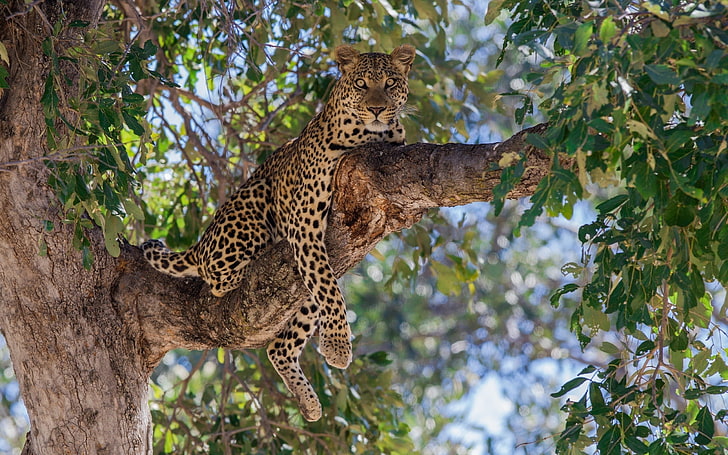 leopardo marrón y negro, naturaleza, animales, árboles, bokeh, leopardo (animal), Fondo de pantalla HD