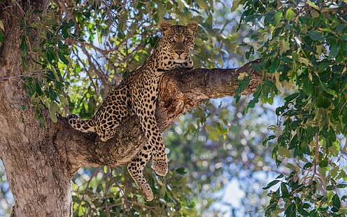 Brauner und Schwarzer Leopard, Natur, Tiere, Bäume, Bokeh, Leopard (Tier), HD-Hintergrundbild HD wallpaper