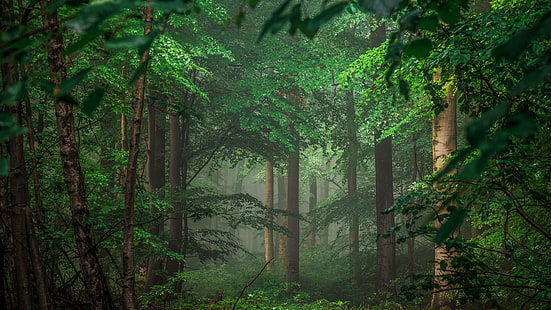 illustration de la forêt, papier peint-8k-0, Fond d'écran HD HD wallpaper