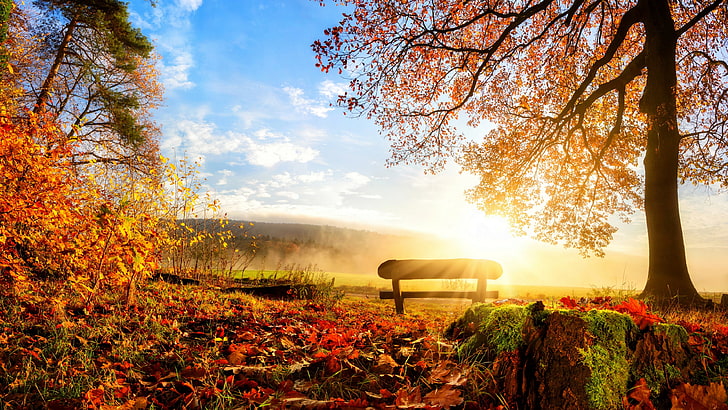 bench, autumn, nature, leaves, sunrise, sky, tree, field, morning, branch, sunlight, grass, dawn, landscape, deciduous, HD wallpaper