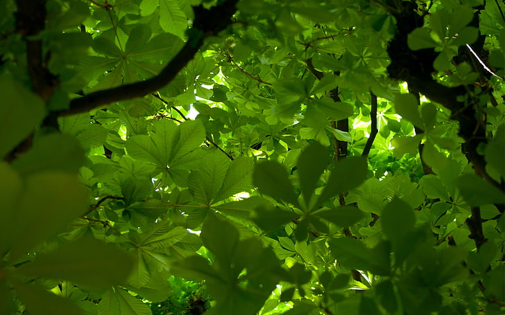verdes, folhas, árvore, ramo, castanha, coroa, HD papel de parede