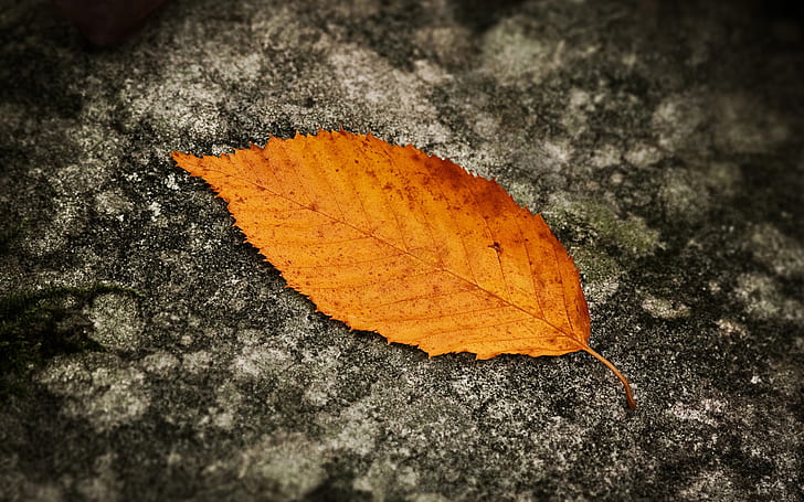 Fallen Leaf, zielony liść, tło, liść, Tapety HD