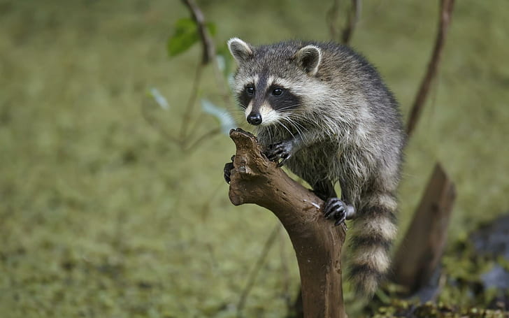 raccoon, tree, branch, striped, grey long fur small animal, raccoon, tree, branch, striped, HD wallpaper
