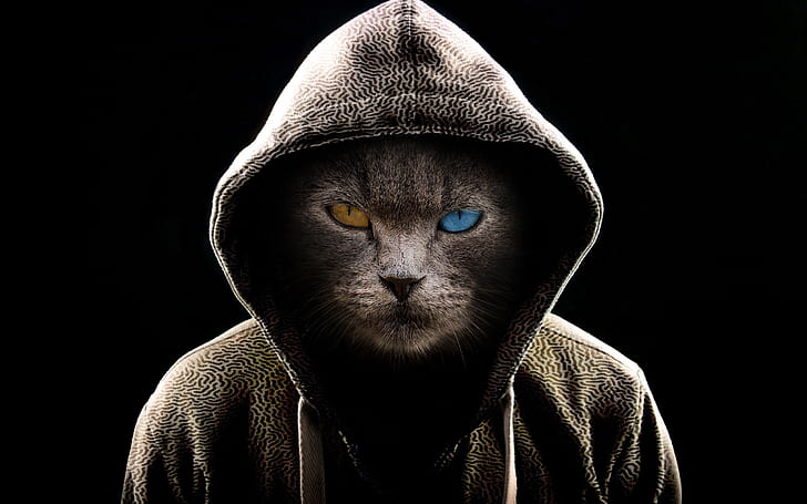 blue eyes, multi-colored eyes, the cat in the hood, magic cat, fantastic cat, yellow eyes, HD wallpaper