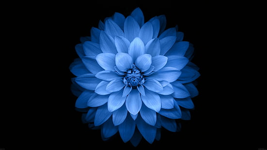 Цветы, георгин, черный, синий цветок, цветок, HD обои HD wallpaper