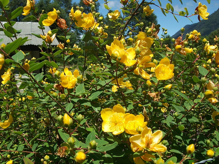 желтый цветок с лепестками, цветы, природа, желтые цветы, растения, HD обои