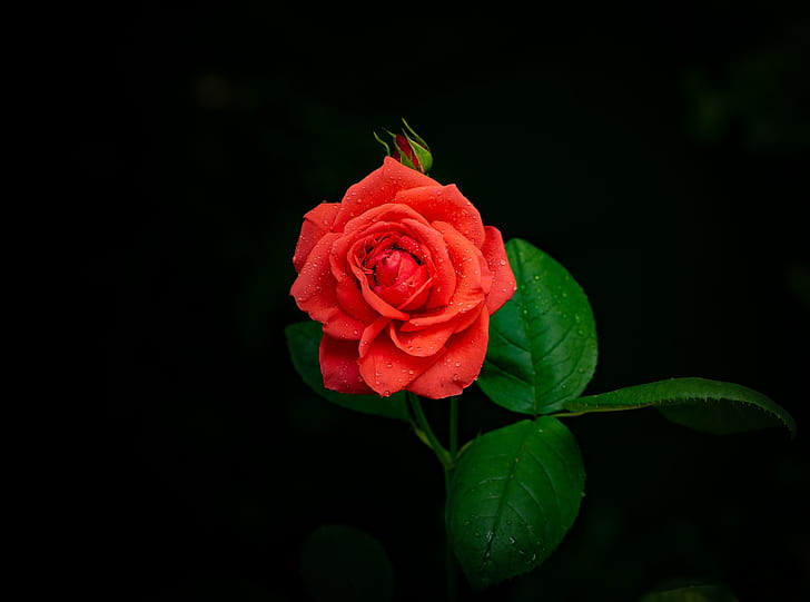 fiore, sfondo, nero, rosa, germoglio, Sfondo HD
