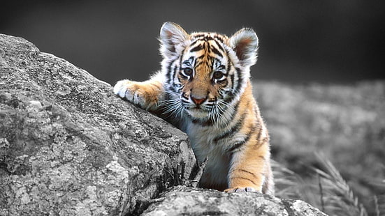 тигр, милый, детёныш, фотография, монохромный, HD обои HD wallpaper