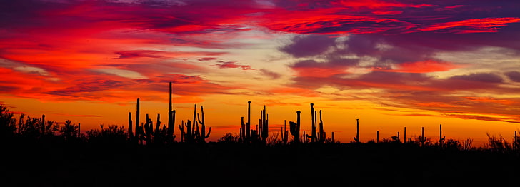 silhouette of tall trees, cacti, sunset, silhouettes, arizona, HD wallpaper