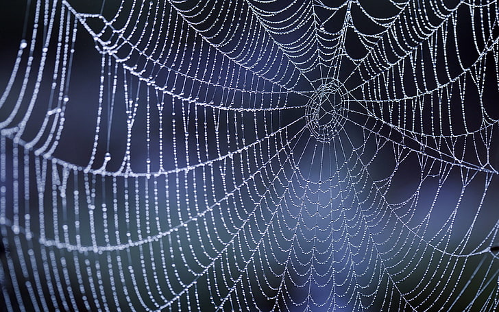 alam, embun, tetesan air, sarang laba-laba, laba-laba, Wallpaper HD