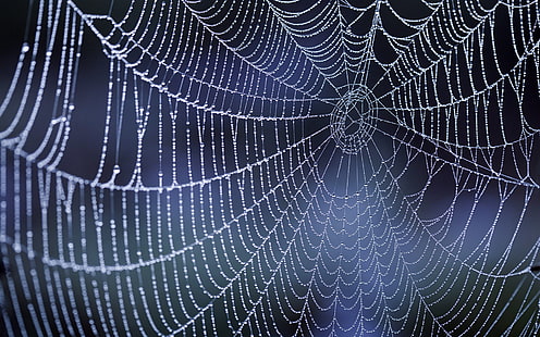 nature, dew, water drops, spiderwebs, spider, HD wallpaper HD wallpaper